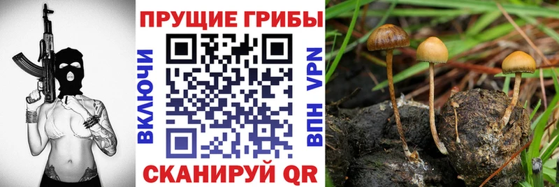 Псилоцибиновые грибы мицелий  ссылка на мегу вход  Грозный  как найти закладки 